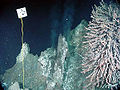 A black smoker venting fluid at 312 degrees C at Magic Mountain hydrothermal field.