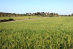 Wheat fields outside of Moshav Aderet