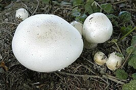 Karbolchampignon