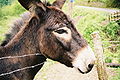 03 Burro (Hausesel) 09-10-11-12