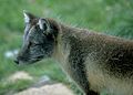 Arctic Fox