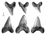 Teeth of Otodus sokolovi, an otodontid shark