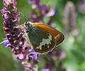 Weißbindiges Wiesenvögelchen (Coenonympha arcania)