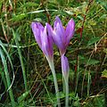 Colchicum autumnale