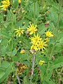 Crepis conyzifolia