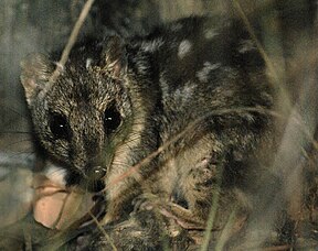 Zwergbeutelmarder (Dasyurus hallucatus)