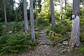 Urwaldpfad durch den Bannwald Bärlochkar