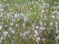 Veenpluis (Eriophorum angustifolium)