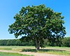 In der Feldmark westlich von Idensen