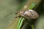 Hemerobius fenestratus