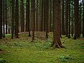 Hügelgräber im Wald bei Maria Stock