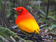 Ein etwa amselgroßer Vogel mit leuchtend rotem und gelbem Gefieder