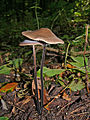 Marasmius sin. Mycetinis alliaceus