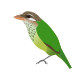 White-cheeked Barbet