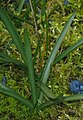 Colchicum montanum leaves