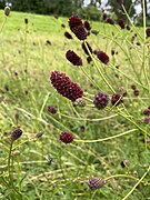 Großer Wiesenknopf