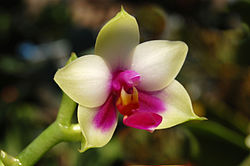 Falenopsis Phalaenopsis bellina