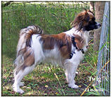 Phalene x spaniel