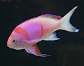 Pseudanthias pleurotaenia