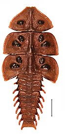 P. ruficollis