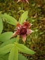 Comarum palustre close-up flower