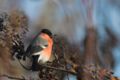 European Bullfinch