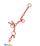 Listeria sRNA rliD: Predicted secondary structure taken from the Rfam database. Family RF01494.