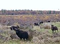 Soay sheep