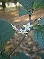 Solanum nigrum flowers