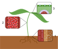 1-Water is passively transported into the roots and then into the xylem. 2-The forces of cohesion and adhesion cause the water molecules to form a column in the xylem. 3- Water leaves from the xylem into the spongy mesophyll, where it is evaporated out of the plant through the stomata.