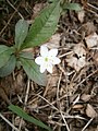 Lysimachia europaea