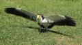 Masked Lapwing defensive posture