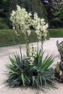 Pálmaliliom (Yucca flaccida)