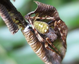 Zealaranea trinotata