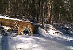 Amur Tiger in Bastak Zapovednik