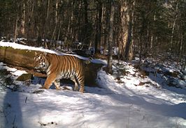 Siberische tijger (Panthera tigris altaica) in Zapovednik Bastak.