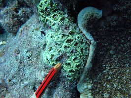 Acanthastrea regularis