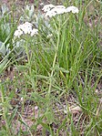 duizendblad (Achillea millefolium).