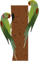 Alexandrine Parakeet-both