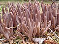 Alloclavaria purpurea