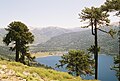 Araucaria araucana tumbuh di sekitar danau Neuquén, Argentina