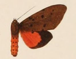 Axiopoeniella lasti