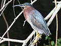 Green heron