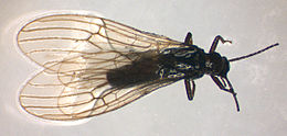 Capnopsis schilleri