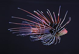 Díszes tűzhal (Pterois radiata)