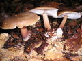 Collybia butyracea