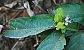 Combretum pilosum