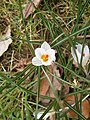 Crocus biflorus