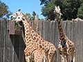 Giraffe exhibit