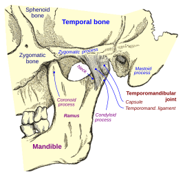 Articulus temporomandibularis